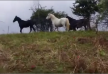 Καρδίτσα: Πάνω από 60 άλογα εξαφανίστηκαν – Μυστήριο στο Πετρίλο