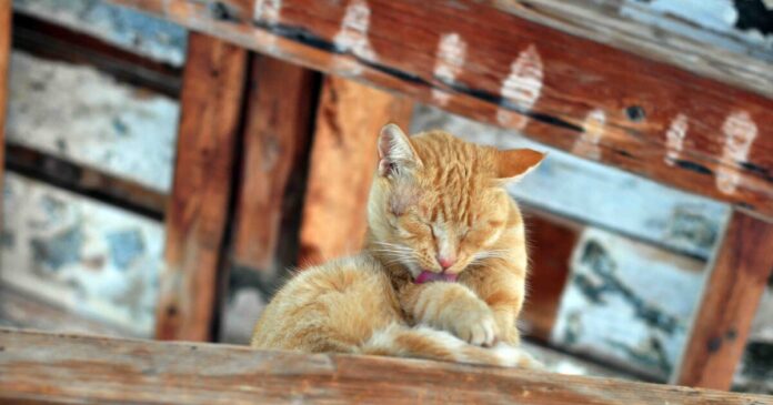 cat-eurokinissi-1200x630.jpg
