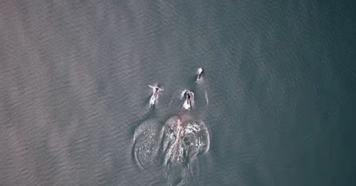 orca-1200x630.jpg