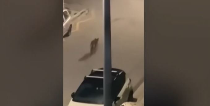 Capture-114.jpg